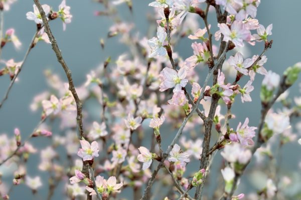 4月1日からの新グランドメニュー